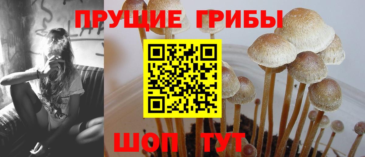 Асино  Псилоцибиновые грибы GOLDEN TEACHER  Галлюциногенные грибы прущие грибы  Вход с VPN 